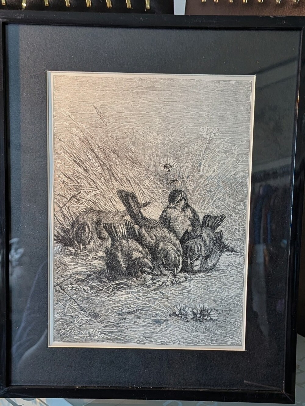 Vintage Birds Art Print - Stunning 127 Year Old Print From Recycled Book